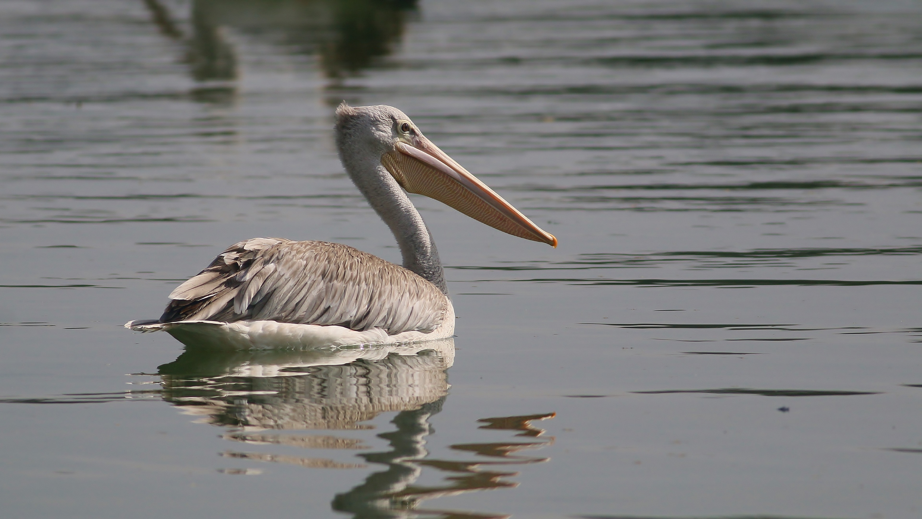 Pink-backed Pelican